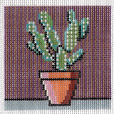 Cactus Square